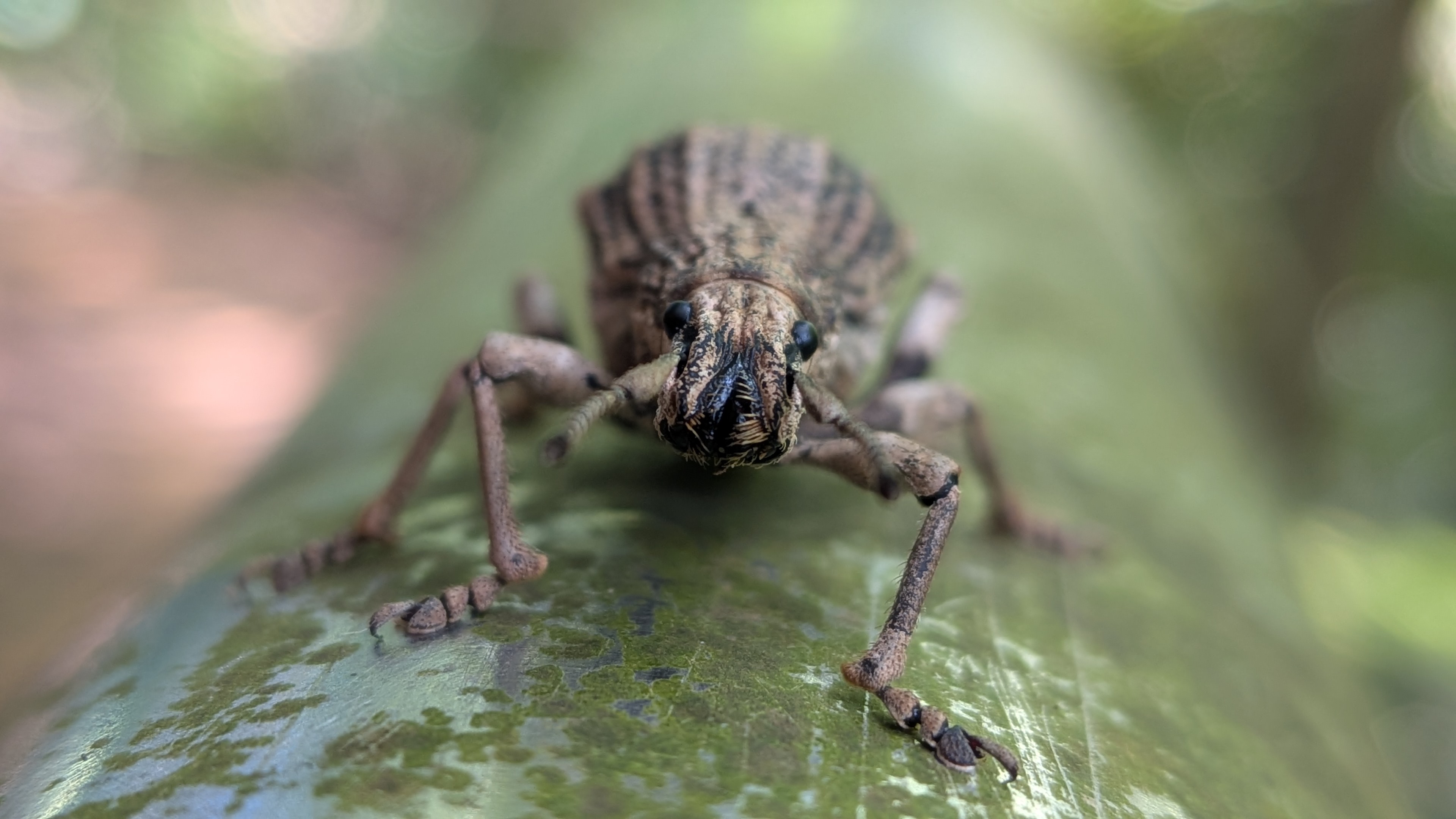 Episomus weevil, front view