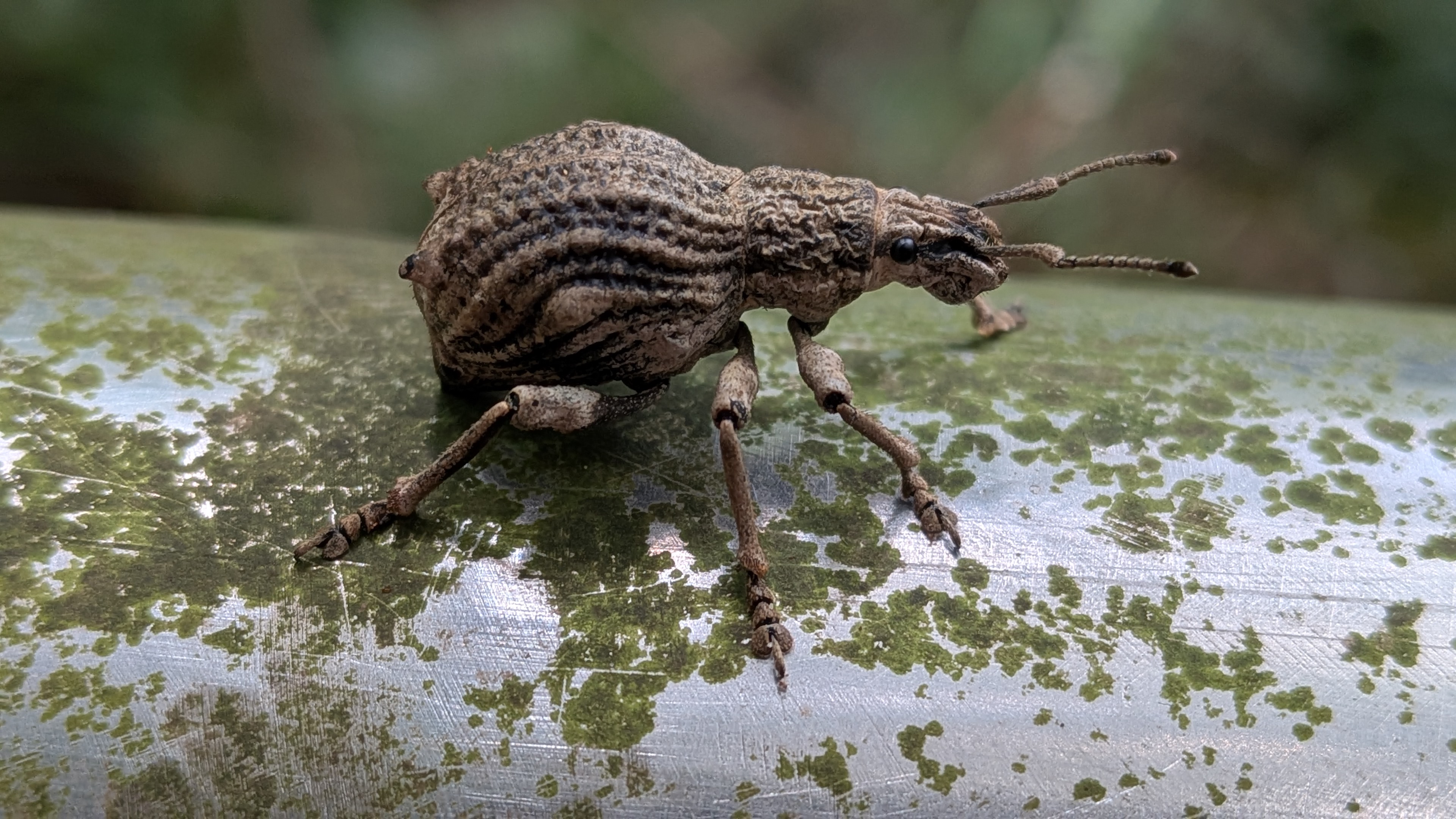 Episomus weevil, side view