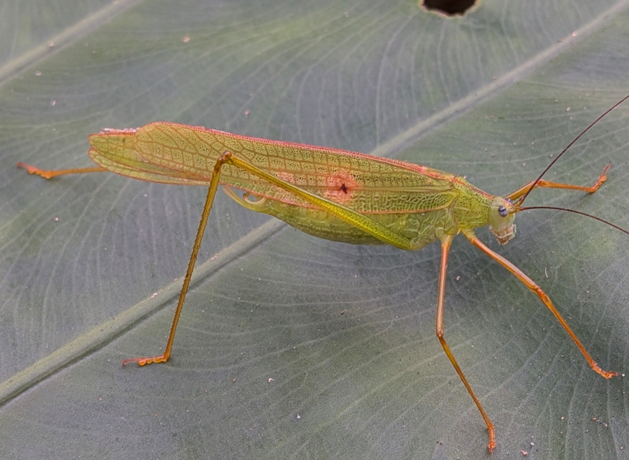 Taiwan katydid