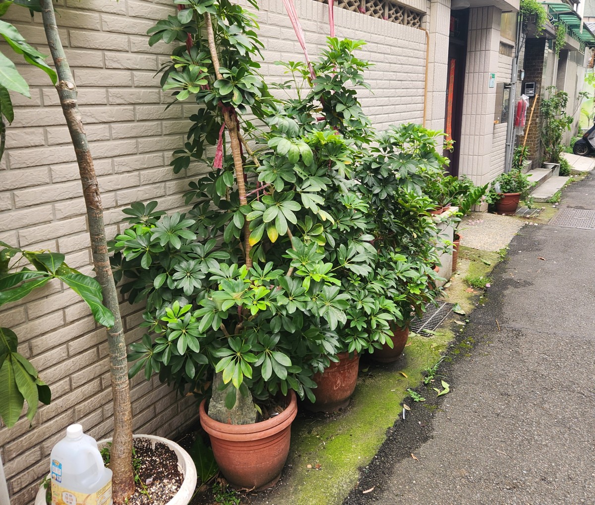 Plants