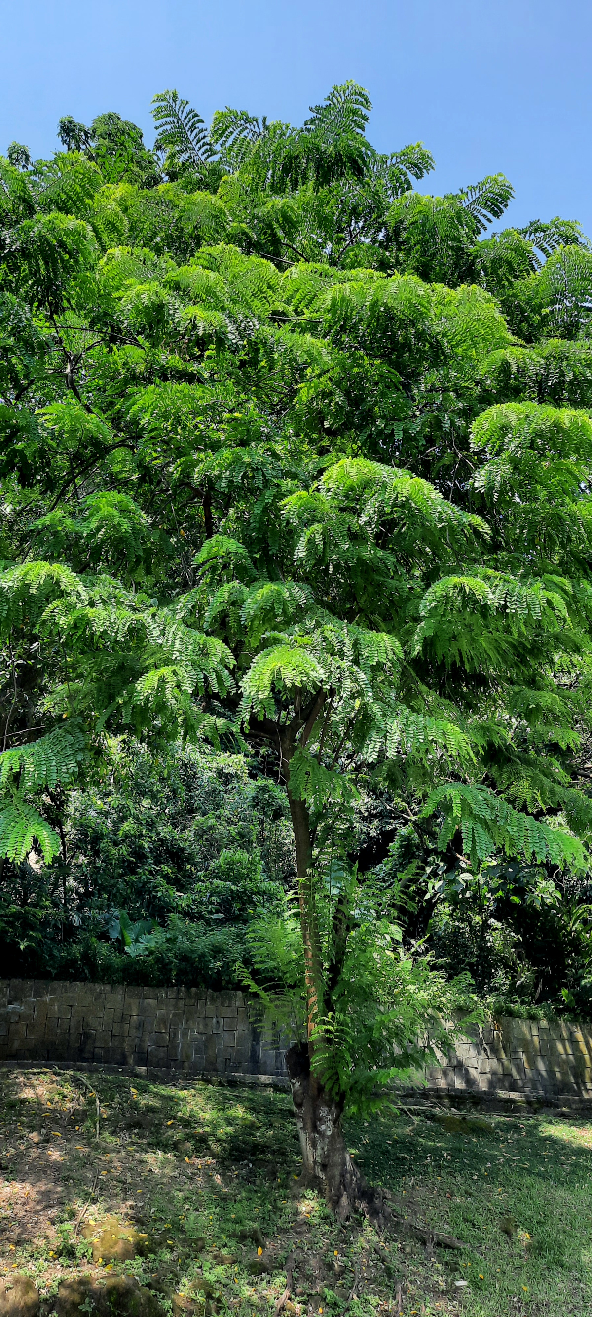 Full tree