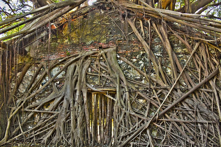 Root system