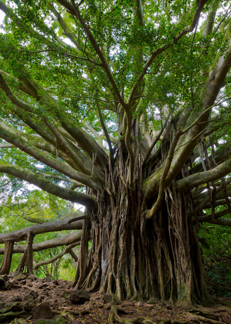 Root system