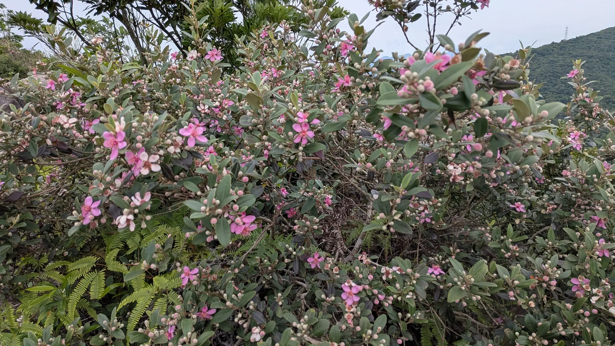 Rose myrtle shrub in mass flower