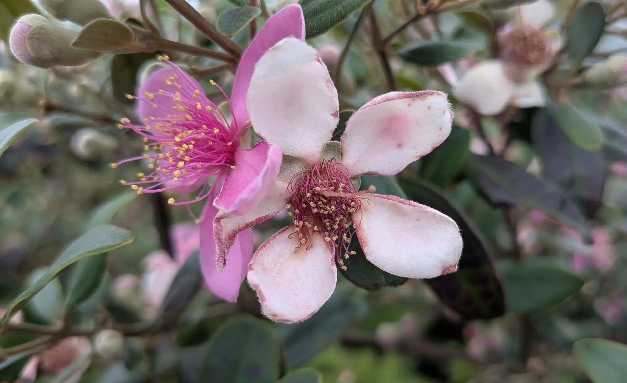Rose myrtle flower close-up