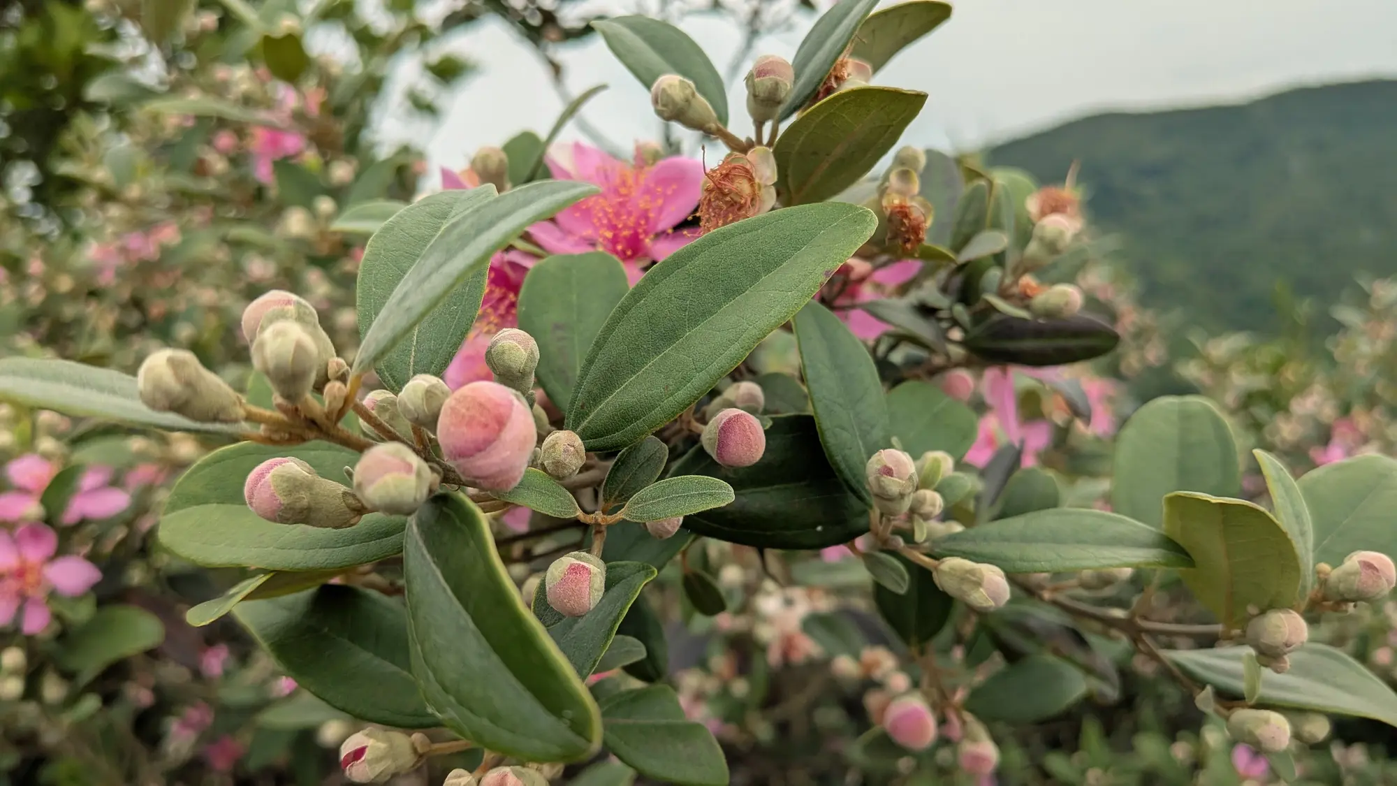 Rose myrtle buds