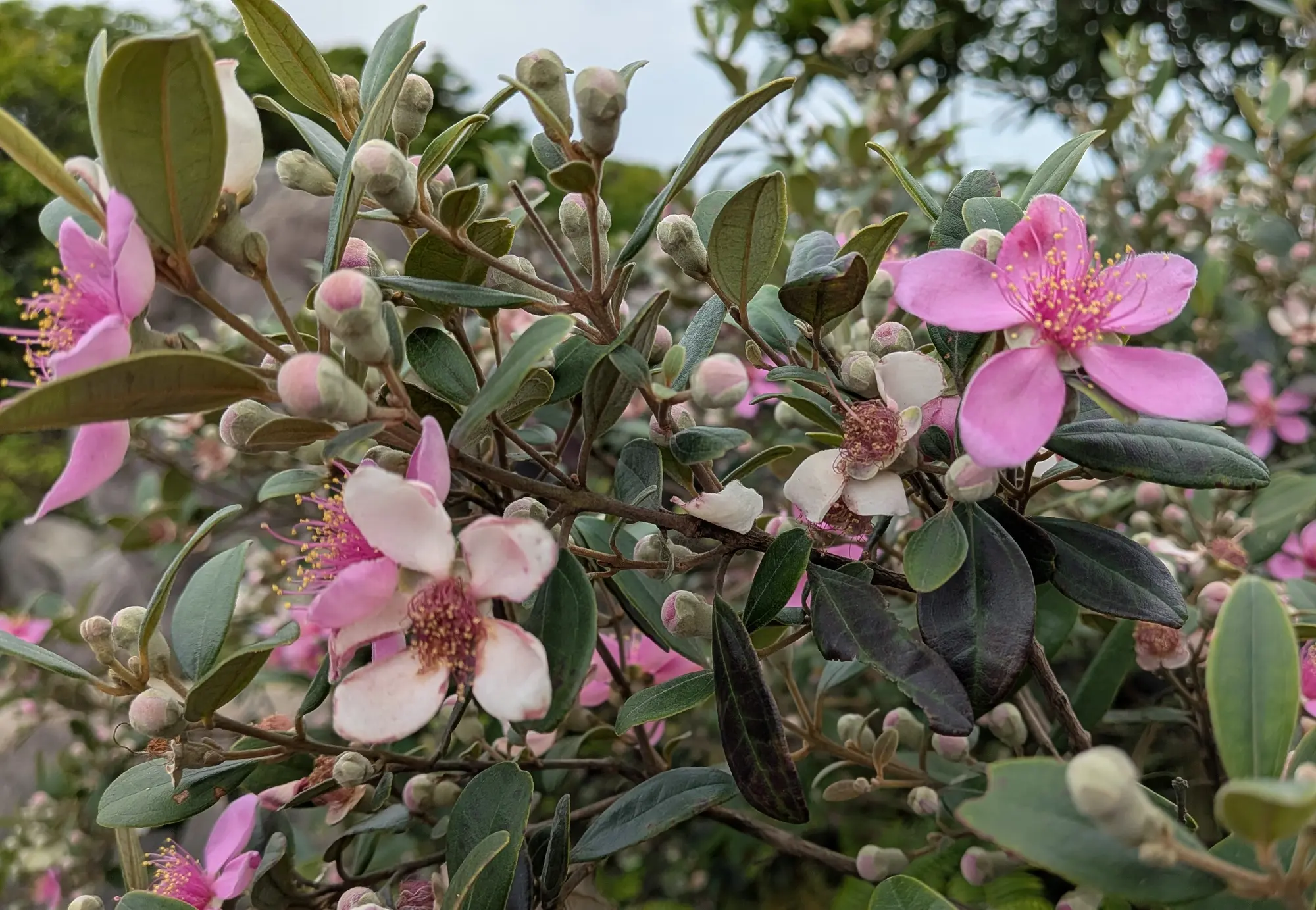 Rose myrtle bush in flower