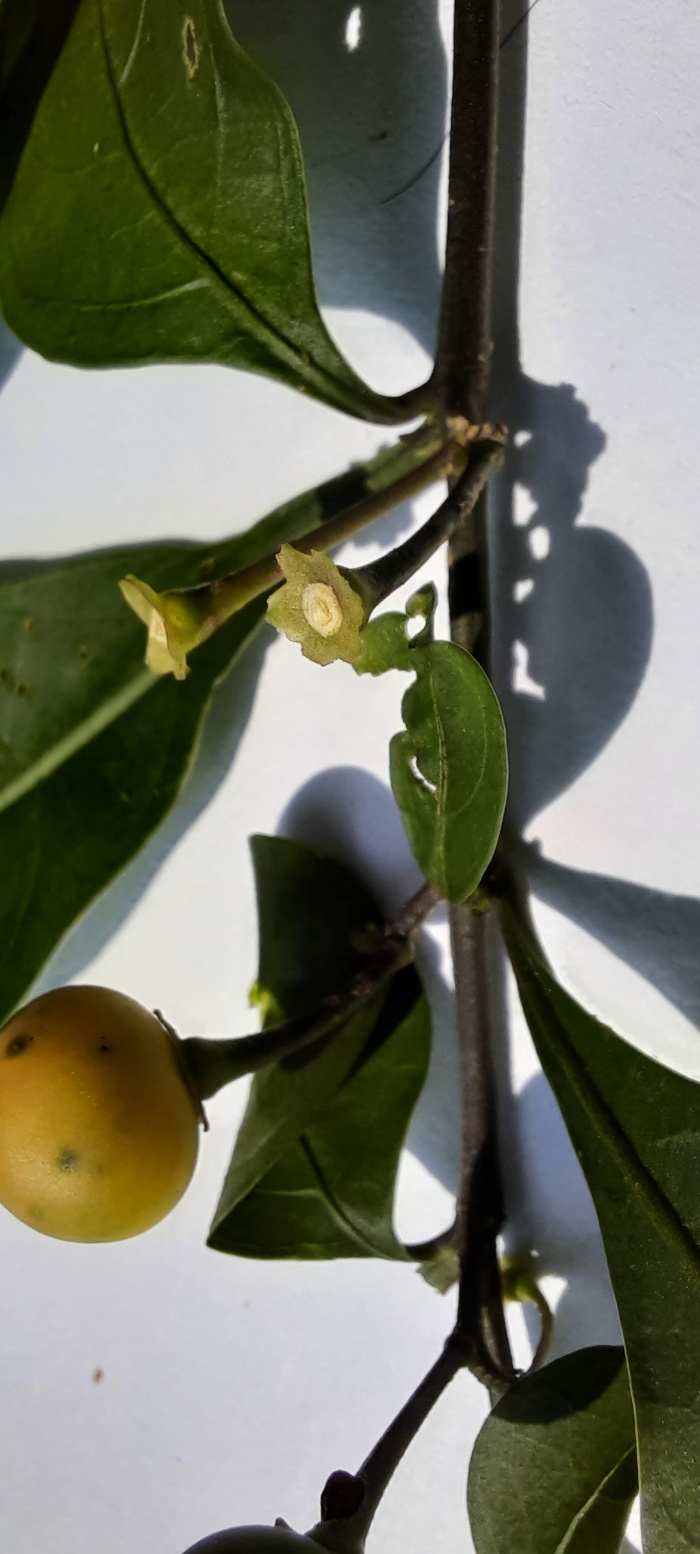 Example of inflorescenes