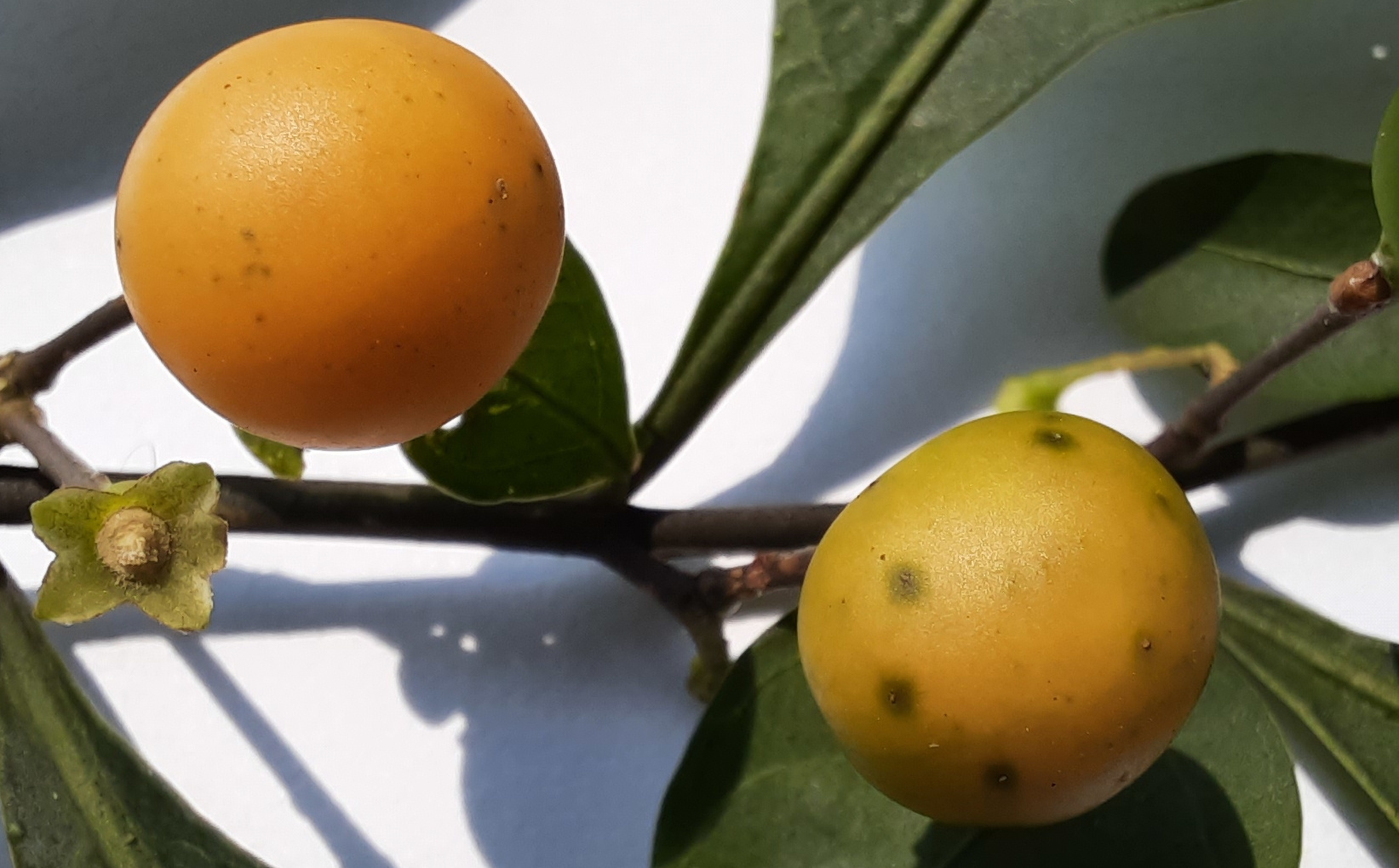 Fruits