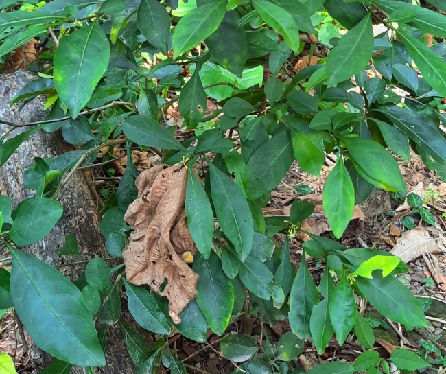 Full plant