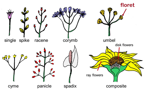 Inflorescences chart